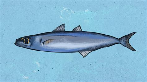 Get to know your fishes: 5 common species found in Philippine  .
